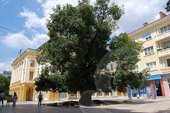 Старият бряст е европейско дърво на годината