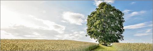 Гласуването за "Европейско дърво на годината" 2023 навлезе във финалната си фаза. България е представена в конкурса от величествения 1054-годишен Източен чинар