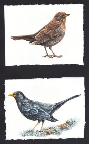 Световният ден за рисуване на птици долита в Южния парк за всички деца, родители и птицелюбители: 2