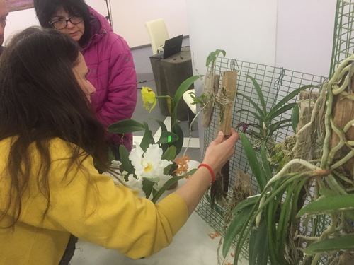 Малък Орхидеен фестивал във Варна ще събере почитателите на орхидеите и изкуствата