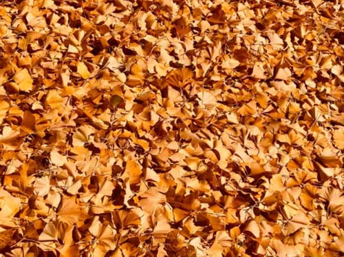 Седми Международен конкурс за хайку “Мая Любенова” 2026