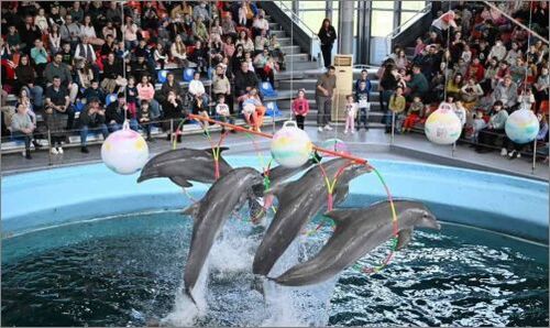 "Делфинариум Варна" пуска безплатни представления за децата за Великден