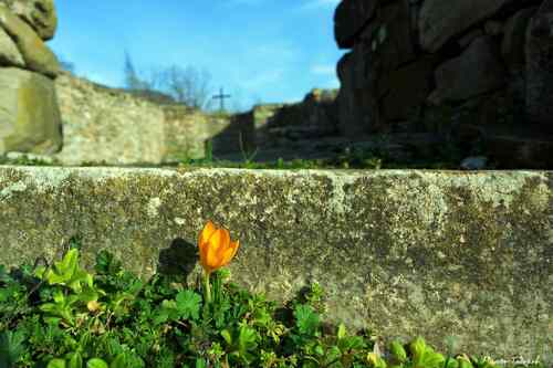 Между смъртта и вярата